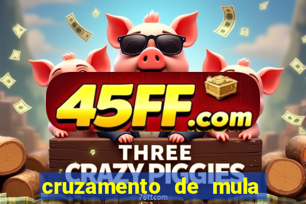 cruzamento de mula com cavalo